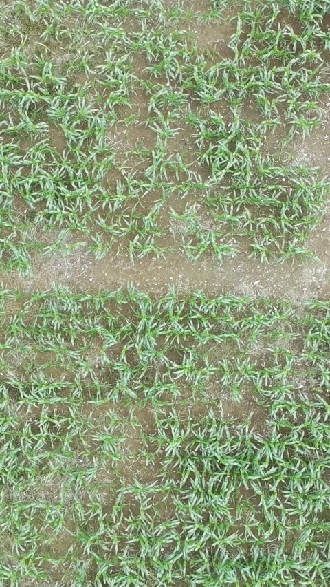 Corn plants in the afternoon Stock Footage 330974584