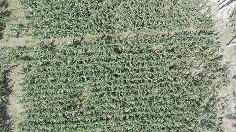 Corn plants in the afternoon Stock Footage 330974640