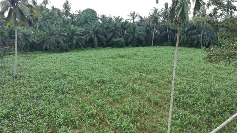 Corn plants in the afternoon Stock Footage 330974641