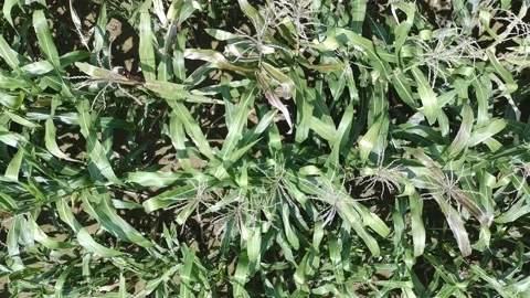Corn plants in the afternoon Stock Footage 330974652