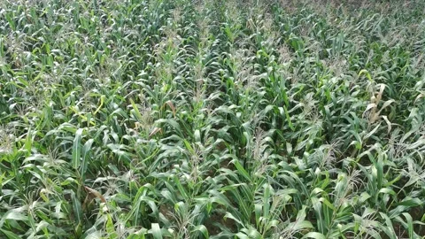 Corn plants in the afternoon Stock Footage 330974659
