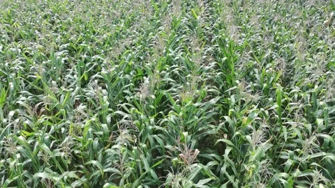 Corn plants in the afternoon Stock-Footage 330976074