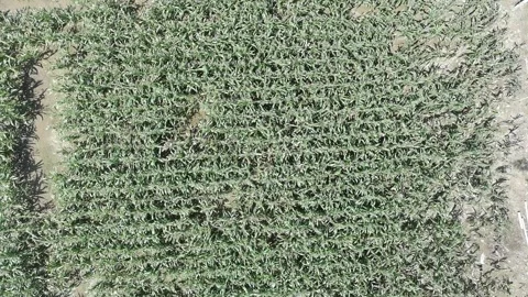 Corn plants in the afternoon Stock Footage 330976110