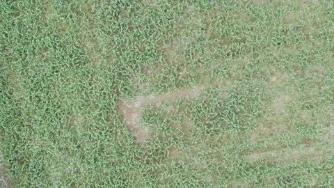 Corn plants in the afternoon Video stock 330976140