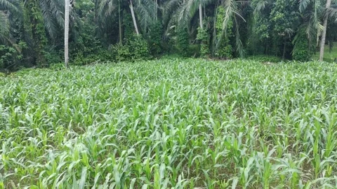 Corn plants in the afternoon Video stock 330976418