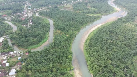 Corn plants in the afternoon Stock Footage 330976427