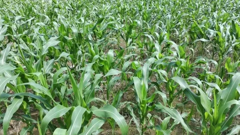 Corn plants in the afternoon Stock Footage 330976498