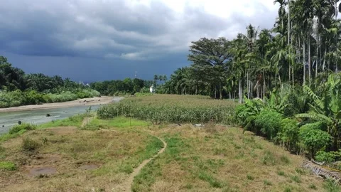 Corn plants in the afternoon Stock Footage 330976525