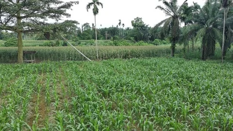 Corn plants in the afternoon Stock Footage 330976560