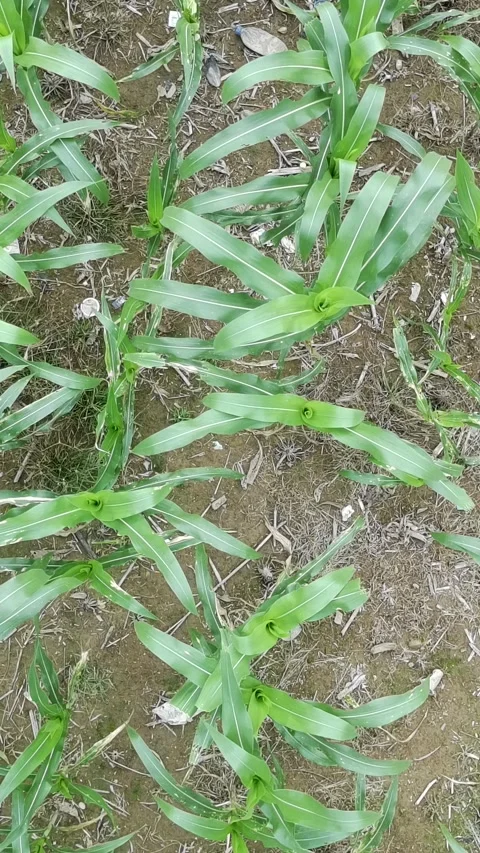 Corn plants in the afternoon Stock-Footage 330976566