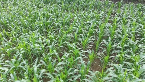 Corn plants in the afternoon Stock-Footage 330976659