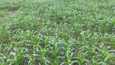 Corn plants in the afternoon Stock Footage 330976684
