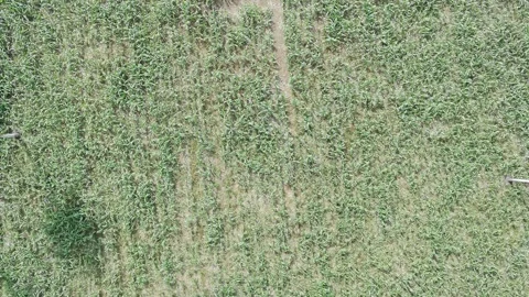 Corn plants in the afternoon Stock Footage 330976707