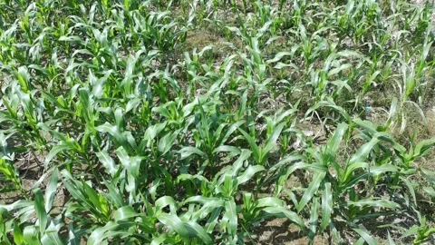 Corn plants in the afternoon Stock Footage 330976774