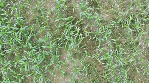 Corn plants in the afternoon Stock Footage 330976785