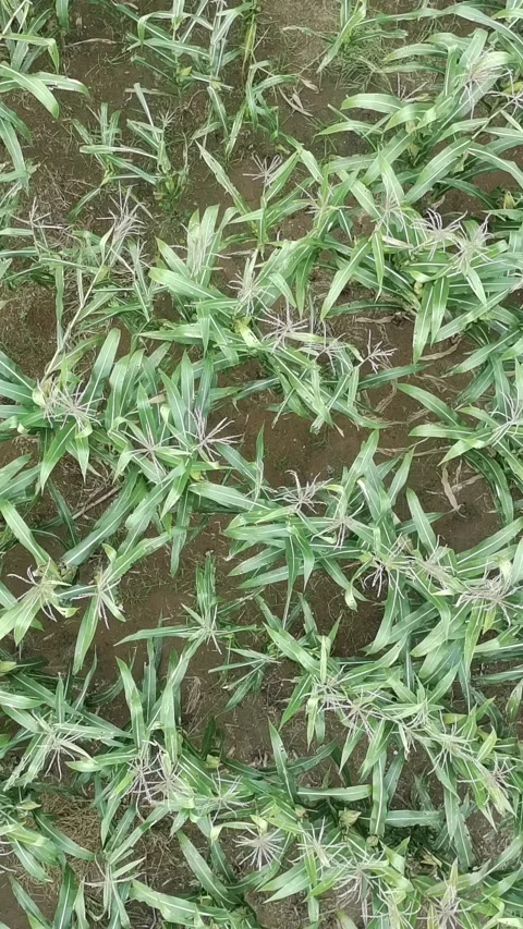 Corn plants in the afternoon Stock Footage 330976789