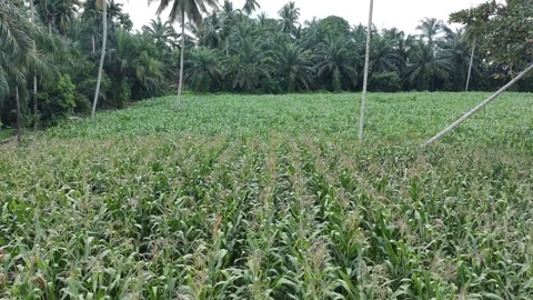 Corn plants in the afternoon Stock Footage 330976884