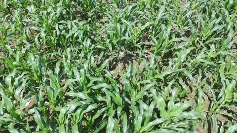 Corn plants in the afternoon Stock Footage 330976997