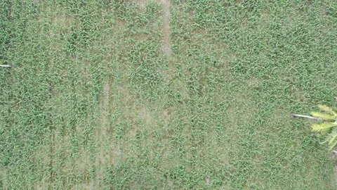 Corn plants in the afternoon Stock Footage 330977086