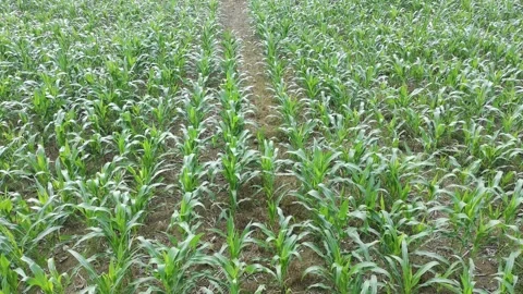 Corn plants in the afternoon Stock Footage 330977177