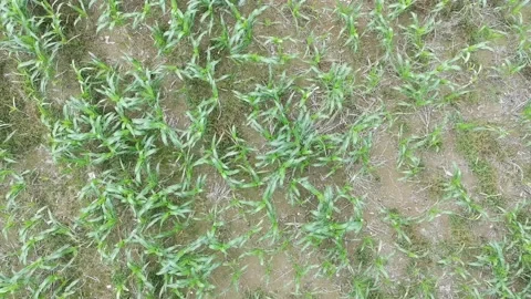 Corn plants in the afternoon Video stock 330977178