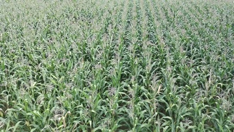 Corn plants in the afternoon Stock Footage 330977652