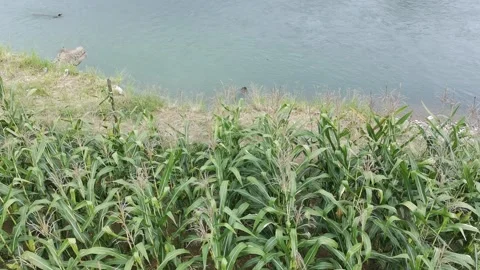 Corn plants in the afternoon Stock Footage 330977658