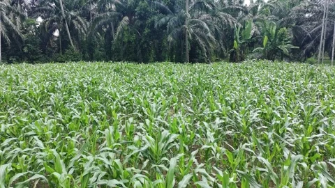Corn plants in the afternoon Stock Footage 330977659