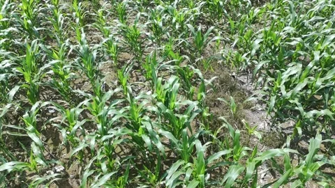 Corn plants in the afternoon Stock Footage 330977662