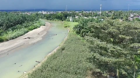 Corn plants in the afternoon Video stock 330977671