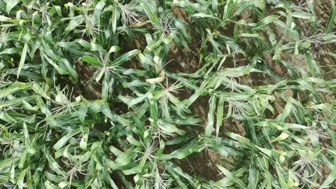 Corn plants in the afternoon Video stock 330977788