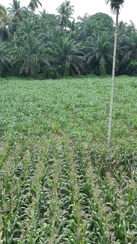 Corn plants in the afternoon Stock Footage 330977796