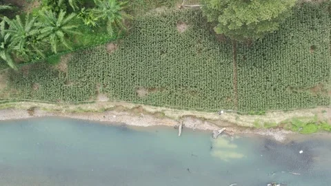 Corn plants in the afternoon Stock Footage 330977828