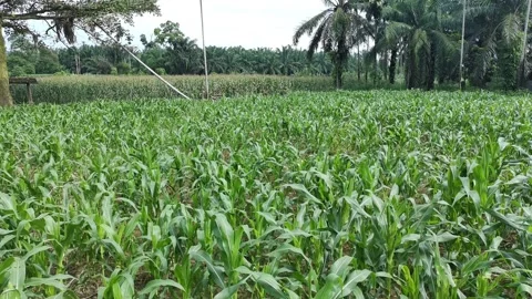 Corn plants in the afternoon Stock Footage 330977884