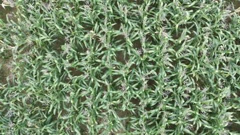 Corn plants in the afternoon Stock Footage 330977899