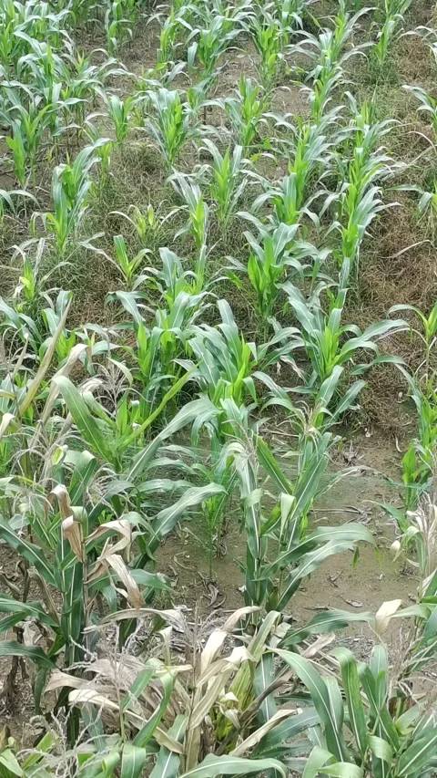 Corn plants in the afternoon Stock Footage 330977989