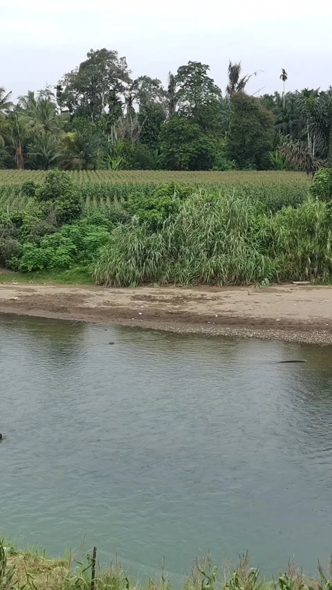 Corn plants in the afternoon Stock Footage 330978148