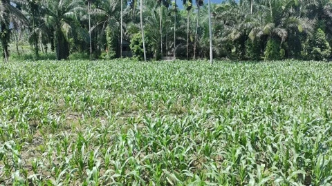 Corn plants in the afternoon Stock Footage 330978182
