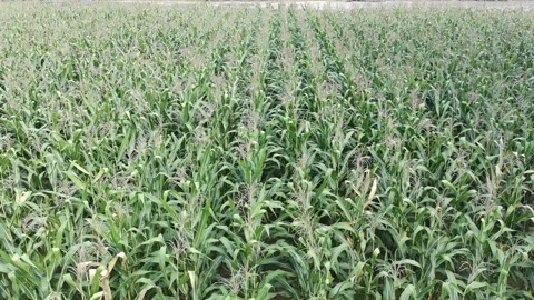 Corn plants in the afternoon Stock Footage 330978267