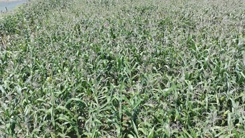 Corn plants in the afternoon Stock Footage 330978391