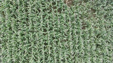 Corn plants in the afternoon Stock Footage 330978516