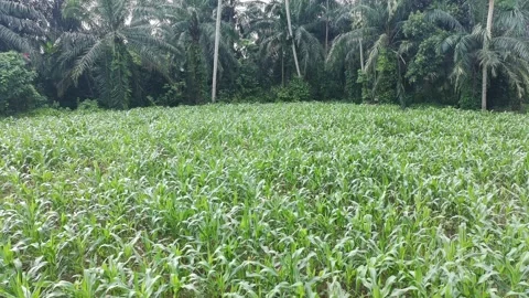 Corn plants in the afternoon Video stock 330978524