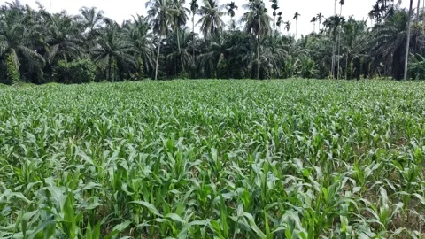 Corn plants in the afternoon Stock Footage 330978570