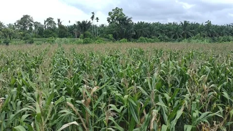 Corn plants in the afternoon Stock Footage 330978610