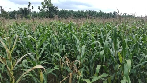 Corn plants in the afternoon Stock-Footage 330978643