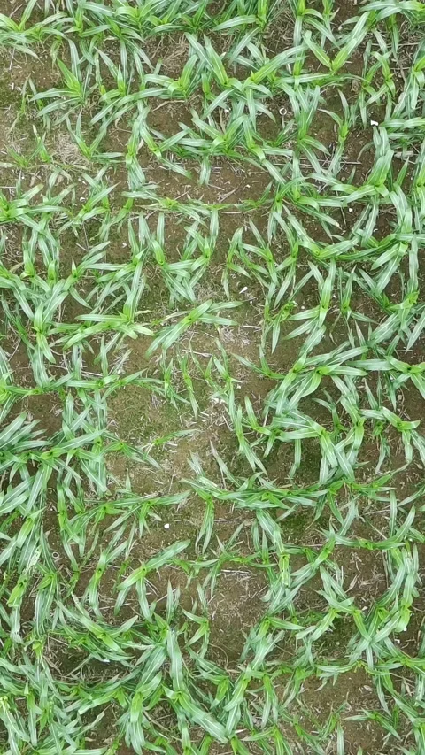 Corn plants in the afternoon Stock Footage 330978713