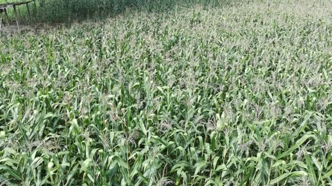 Corn plants in the afternoon Stock Footage 330978715