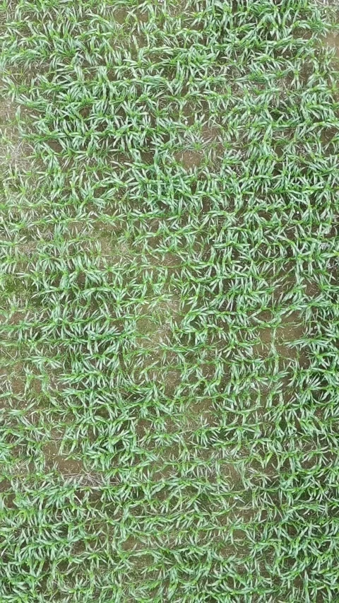 Corn plants in the afternoon Stock-Footage 330979124