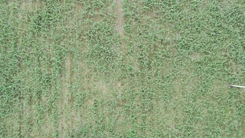 Corn plants in the afternoon Stock Footage 330979160