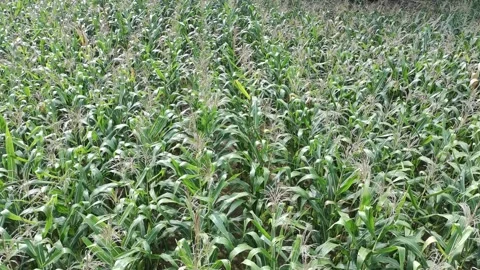 Corn plants in the afternoon Stock Footage 330979182